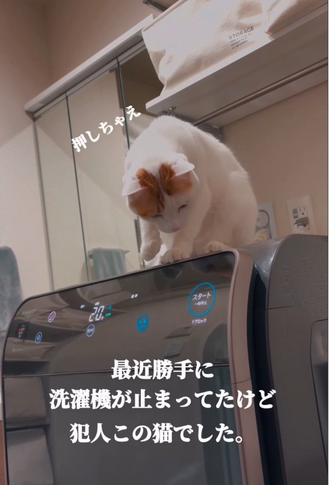 ボタンに手を伸ばす猫