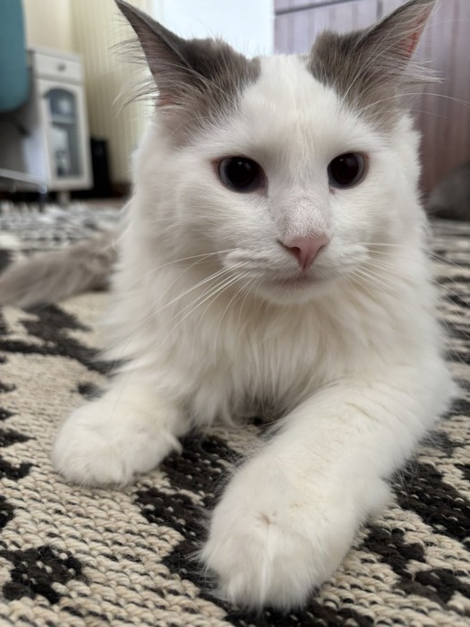 前足を伸ばして座り無表情な猫