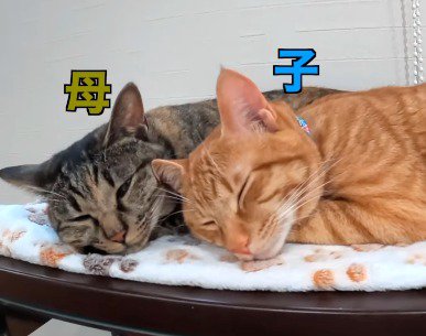 隣に並んで寝る茶トラ猫と麦わら猫