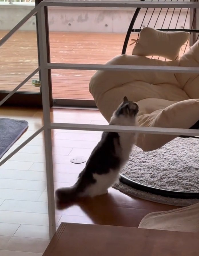 チェアを掴む猫