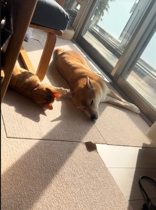 寝転んでいる犬と猫