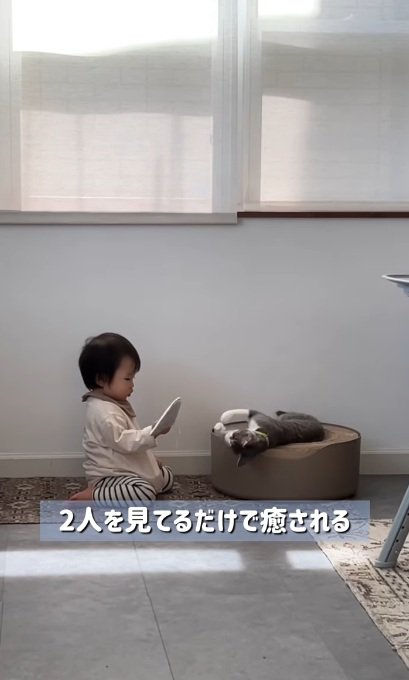 赤ちゃんと一緒に遊ぶ子猫