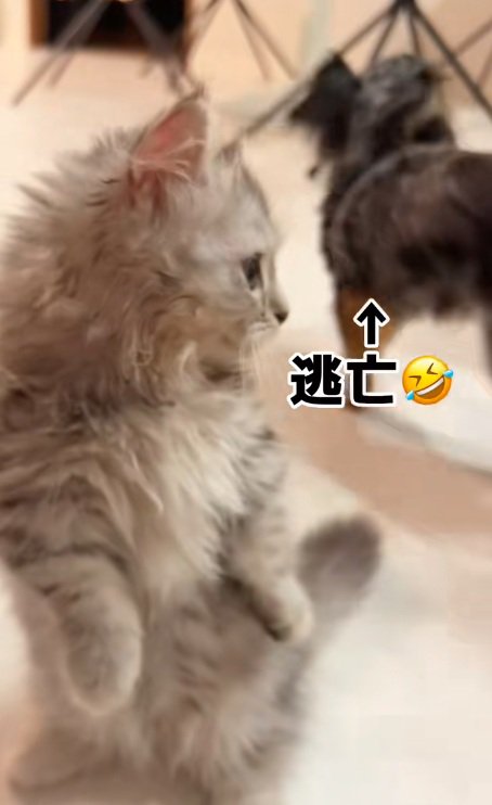 逃げる犬とマンチカン