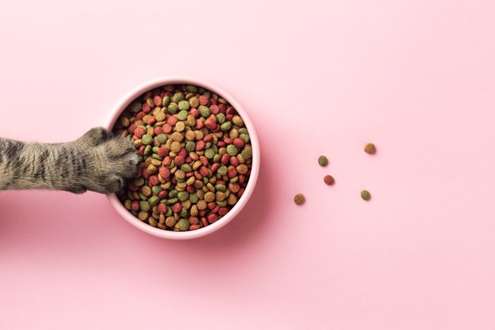 キャットフードと猫の手