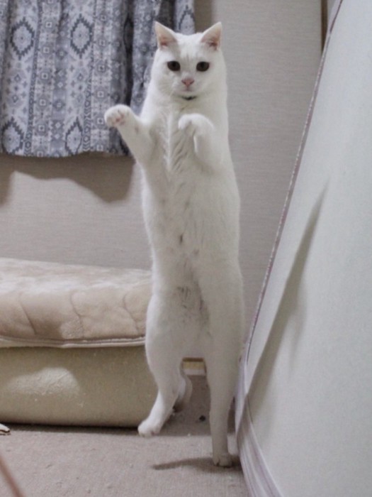 片足立ちする猫