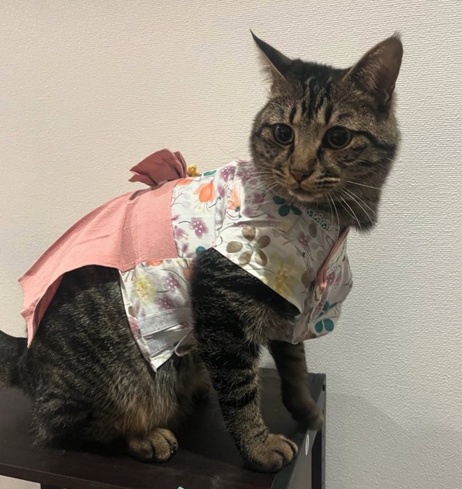 袴を着た猫