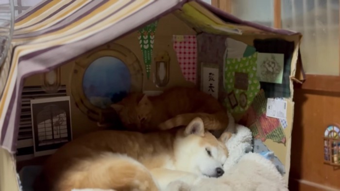 柴犬の上で寝る茶トラ