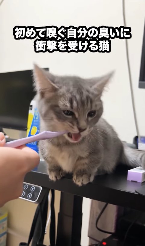 歯ブラシをくわえて舌を出している子猫