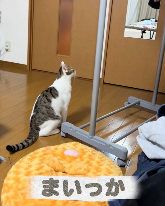 飽きた猫