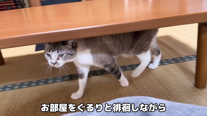 テーブルの下を歩く猫