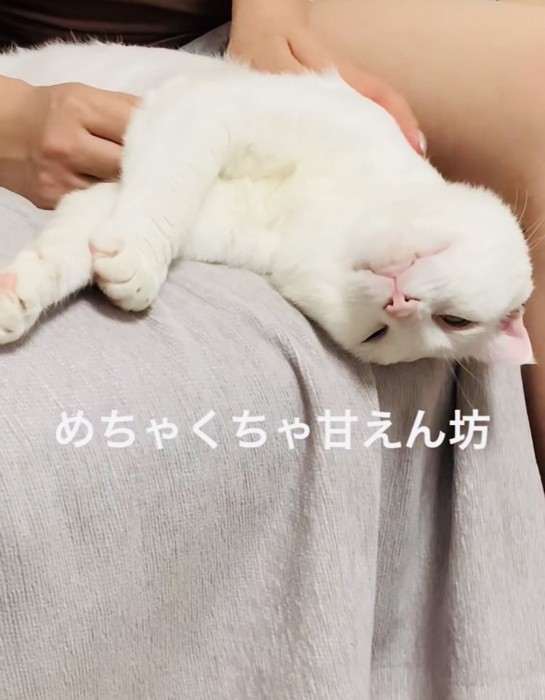 投稿主さんにマッサージされる白猫