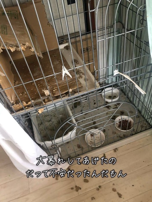 ボロボロのケージ