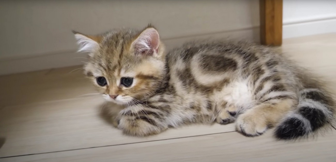 香箱座りをしている子猫