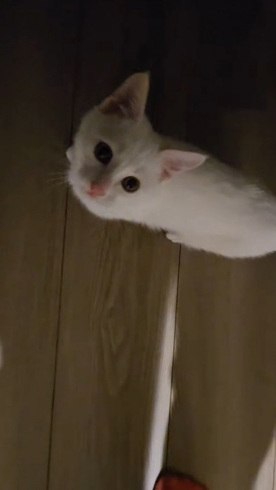 飼い主を見上げる子猫
