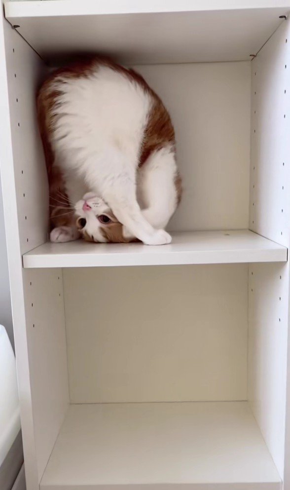 棚の中のはなちゃん