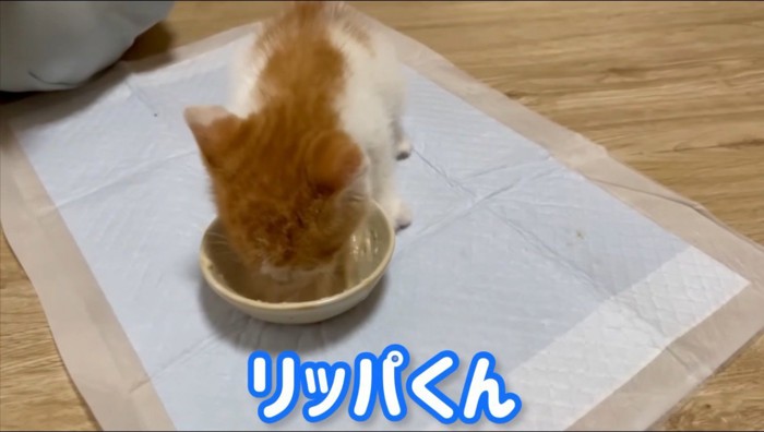皿の中のごはんを食べる子猫