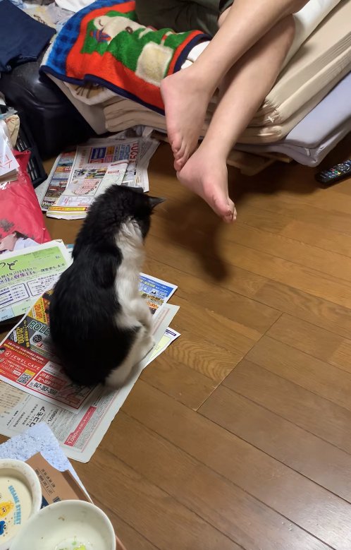 チラシの上でお座りして右前足を上げている子猫