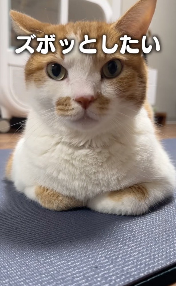「スボッとしたい」
