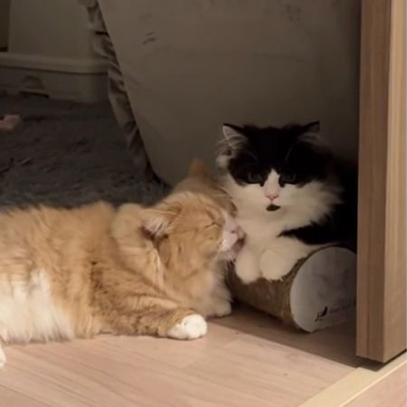 黒白猫の前足を舐める茶白猫