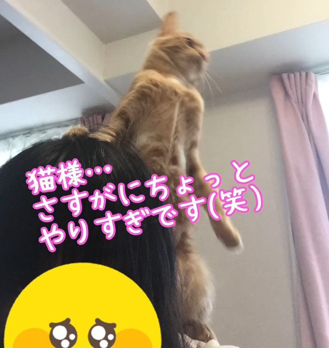 人の肩の上に立つ猫