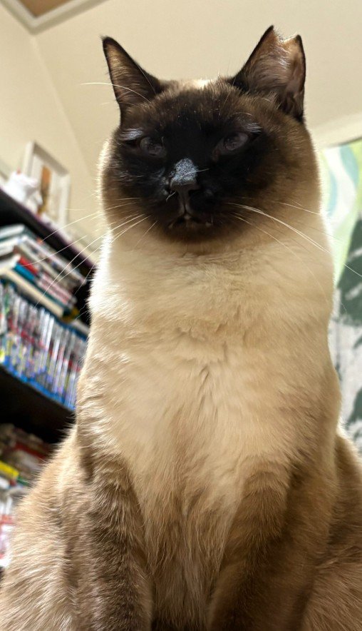 ふくよかなシャム猫