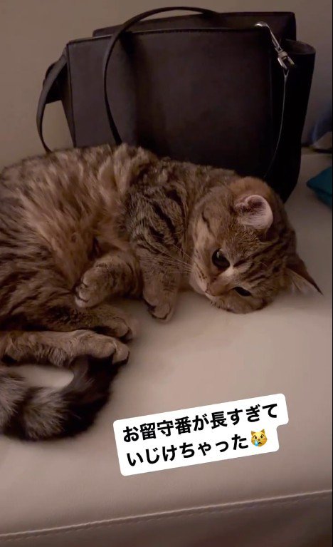 拗ねて寝転んでいる猫