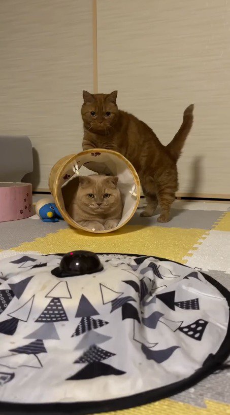 トンネルのおもちゃに前足をかける猫