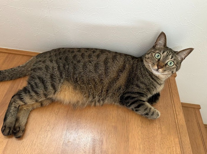 階段の踊り場にいる猫