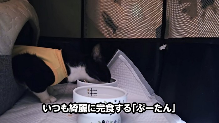 猫ベッドから顔だけ出してごはんを食べる猫