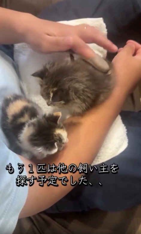 2匹の子猫