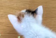 三毛模様がついている子猫の頭