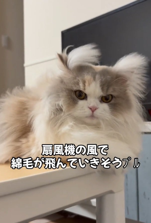 角が生える猫