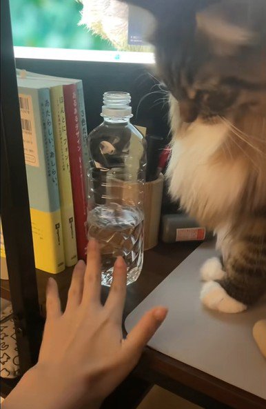 ボトルを押し戻す飼い主