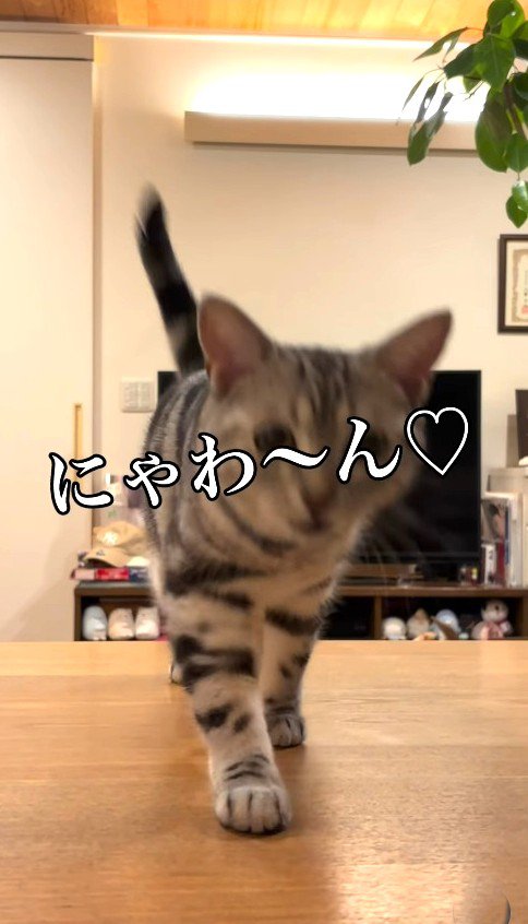 ママに呼ばれて返事をする猫