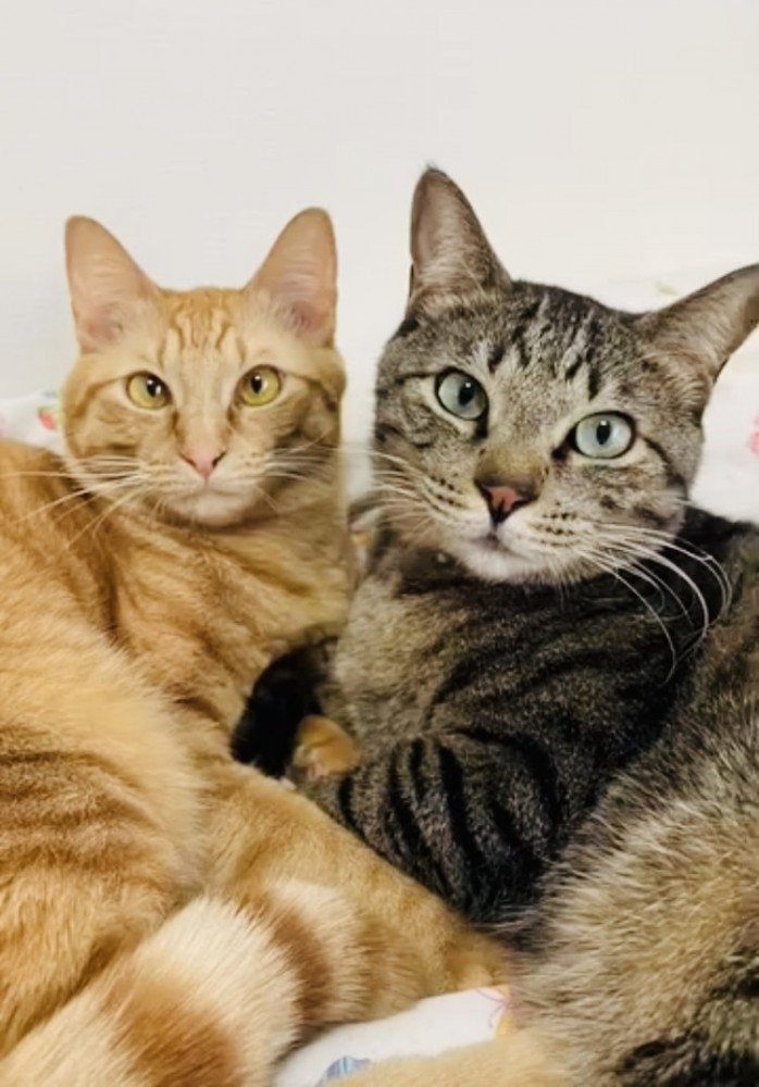 寄り添い合うキジトラ猫と茶トラ猫