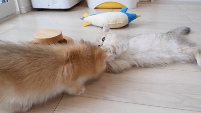 毛繕いにきた子猫