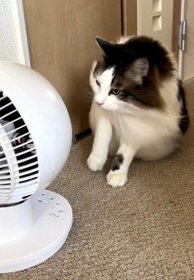 サーキュレーターを見つめる猫
