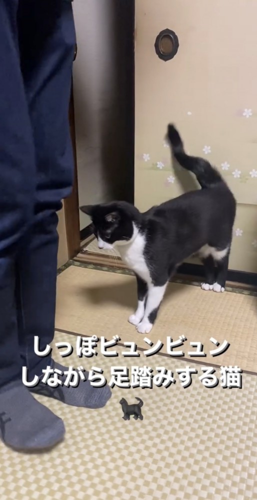 ふみふみするイチちゃん