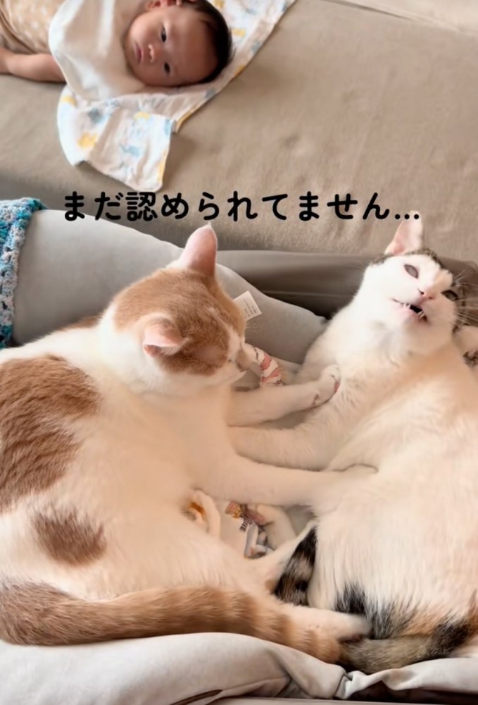 ベッドを占拠する猫たち