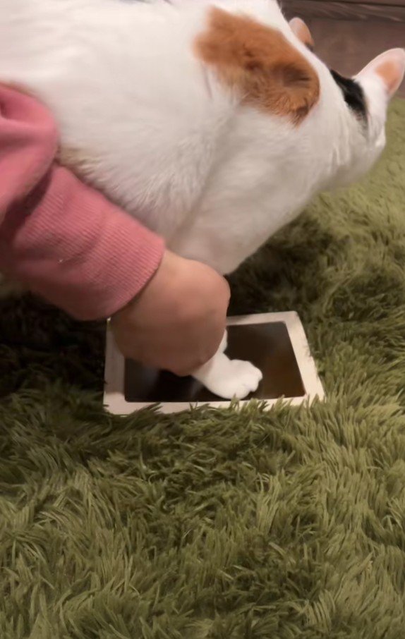 手形をとる小町ちゃん