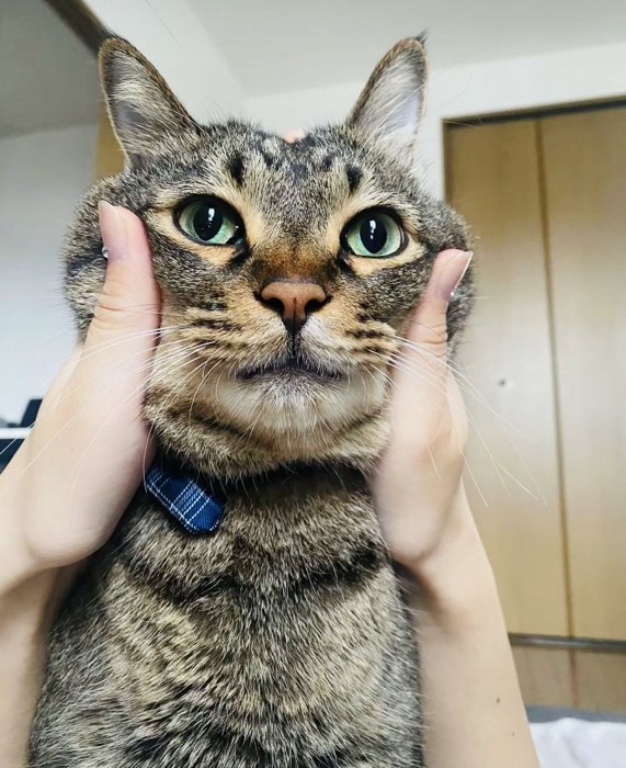 飼い主に頬をムニムニされるキジトラ猫