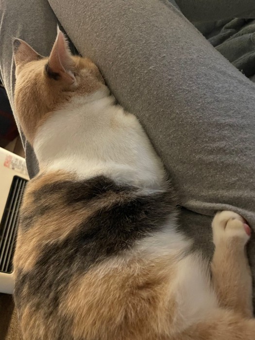 顔が飼い主の太ももにはさまる猫