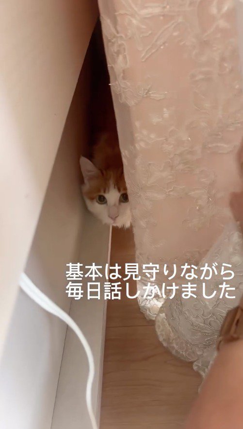 部屋の隅に隠れて飼い主を見上げる猫