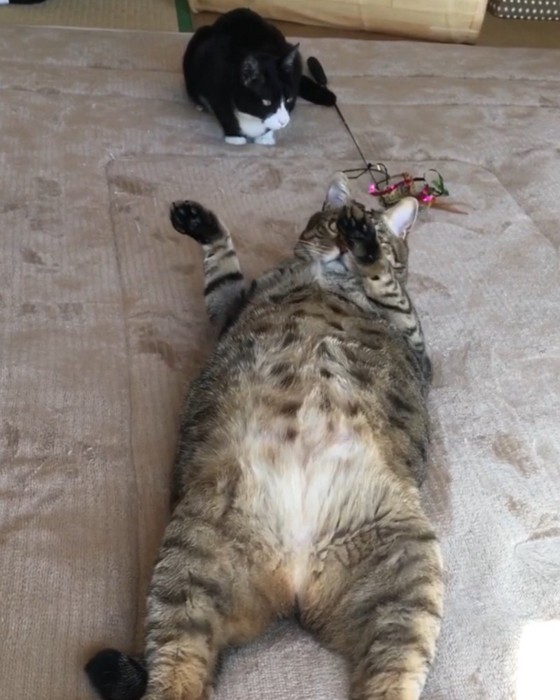 顔だけ飼い主の方へ向けるキジトラ猫