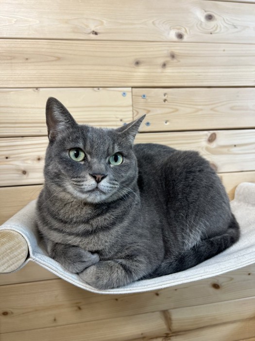 ハンモックに乗る猫