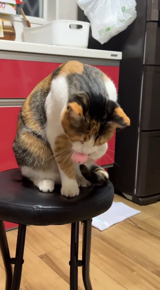 掴んだボールを口で咥える猫