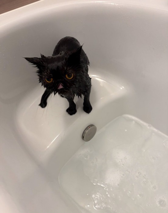 シャワー後の黒猫