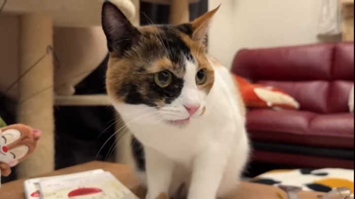 フレーメン反応