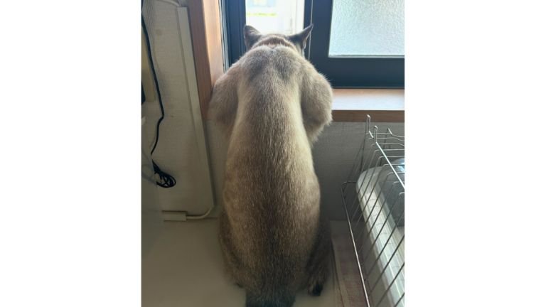 窓際の猫