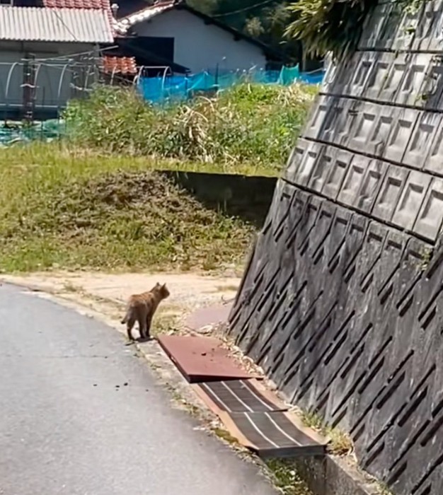 立ち止まる猫